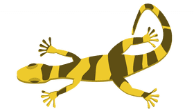 Gecko camouflage clipart
