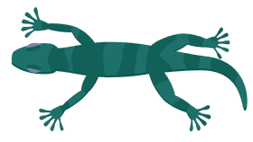 Gecko clipart