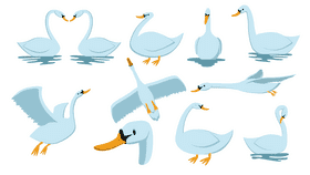Swan bird vector