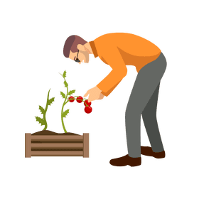 Man planting tomato clipart