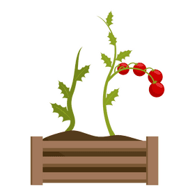Tomato plant clipart