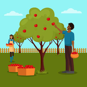 Harvesting apple vector