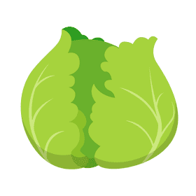 Cabbage clipart