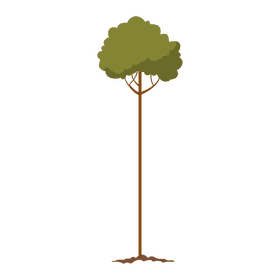 Tree plant clipart