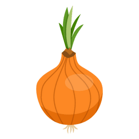 Onion clipart