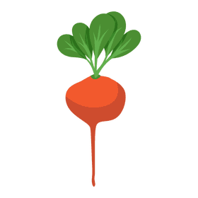 Beet clipart