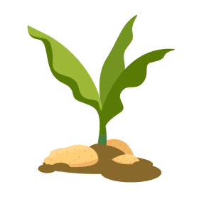 Plant clipart