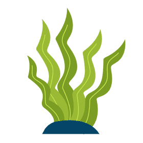 Seaweed clipart