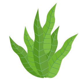 Sea plant clipart