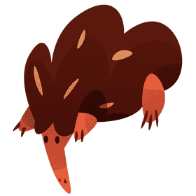 Australian echidna clipart