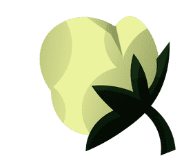 Cotton single clipart