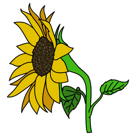 Sunflower vector - for free download