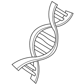 Dna chain black and white clipart