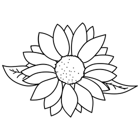 Sunflower drawing black and white clipart