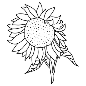 Sunflower seeds drawing black and white clipart free download