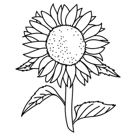Sunflowers in full bloom drawing black and white clipart