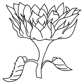 Sunflower bloom upwards drawing black and white clipart