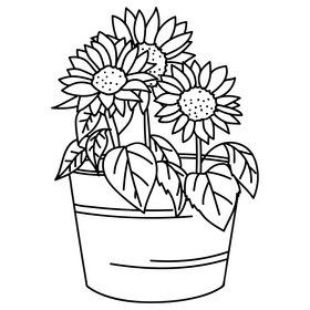 Sunflowers in pot drawing black and white clipart