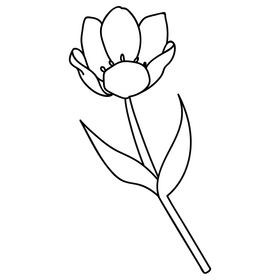 Pink tulip flower black and white clipart