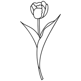 Yellow tulip flower black and white clipart