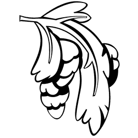 Evergreen branch black and white clipart