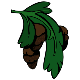 Evergreen branch clipart