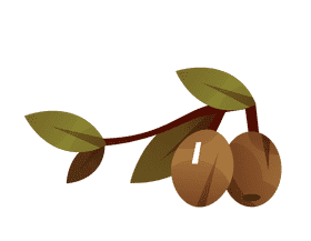 Olive branch couple clipart