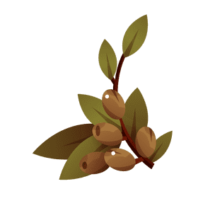 Olive branch olives clipart