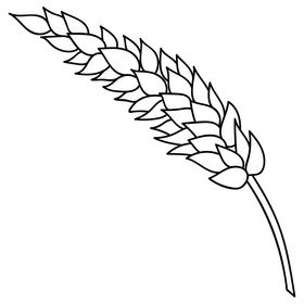 Wheat spike drawing black and white clipart