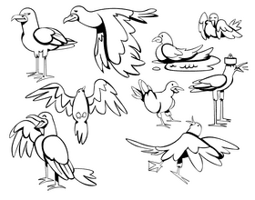 Seagull black and white vector