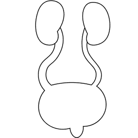 Bladder system black and white clipart