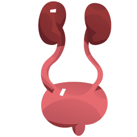 Bladder system clipart
