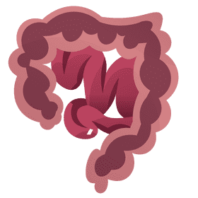 Intestines cut clipart