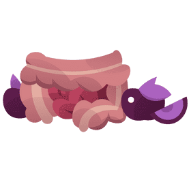 Intestines food clipart