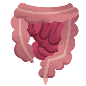 Intestines clipart
