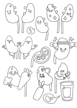 Kidneys black and white vector