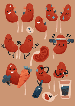 Kidneys vector