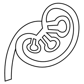 Kidneys cut black and white clipart