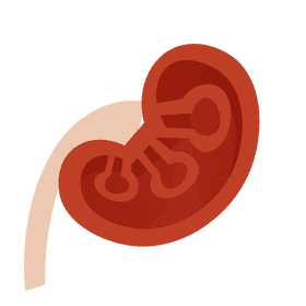 Kidneys cut clipart