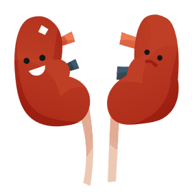Kidneys clipart