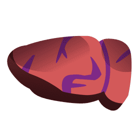 Liver cut clipart