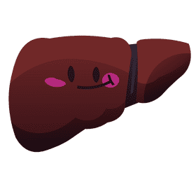 Liver clipart