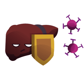 Liver protection clipart