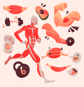 Muscles vector