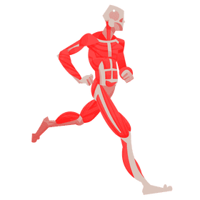 Muscles fullbody clipart