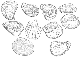 Oyster black and white vector