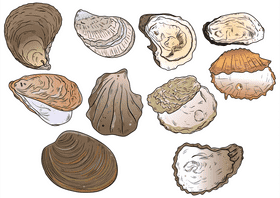 Oyster vector