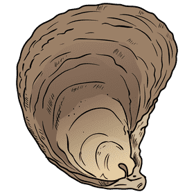 Oyster clipart