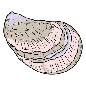 Oyster clipart