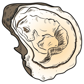 Oyster clipart